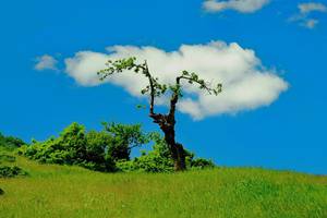 Abr Forest