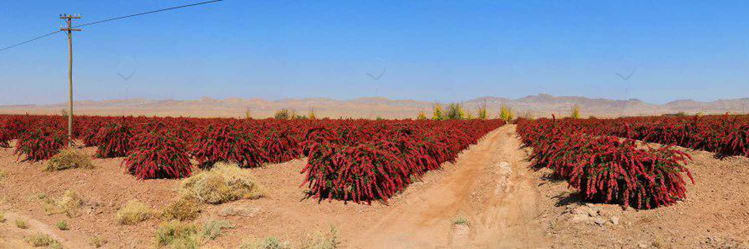 Barberry Garden